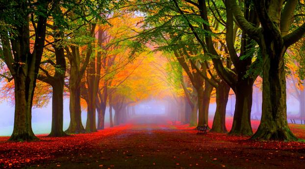 park, fall, fog Wallpaper 1080x1920 Resolution