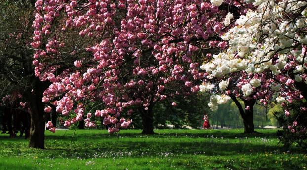 park, flowering, trees Wallpaper 1152x864 Resolution