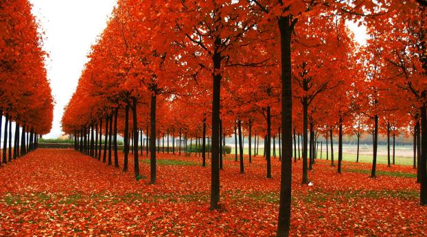park, trees, autumn Wallpaper