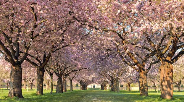 park, trees, flowers Wallpaper 1080x2240 Resolution