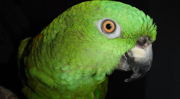 parrot, color, bird Wallpaper 1125x2436 Resolution