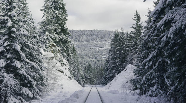 path, forest, winter Wallpaper 720x1280 Resolution