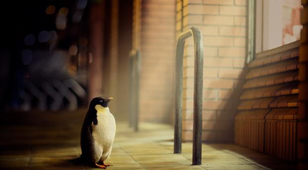 penguin, light, window Wallpaper 1366x768 Resolution