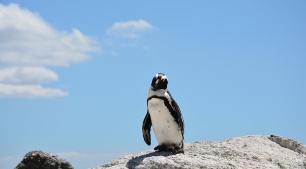 penguin, rocks, sky Wallpaper