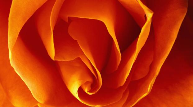 petals, bud, rolled Wallpaper 1080x2246 Resolution