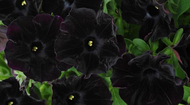 petunia, flowers, black Wallpaper