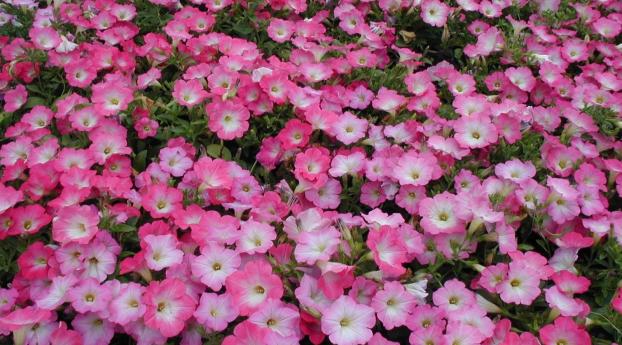 petunia, flowers, flowerbed Wallpaper 2560x1700 Resolution