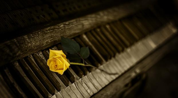 piano, rose, keys Wallpaper
