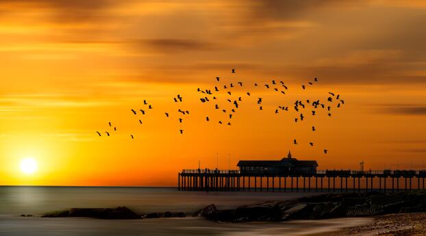Pier 4k Sunset Bird Flying Wallpaper