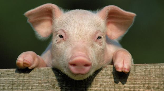 pig, little pig, countryside Wallpaper 2560x1700 Resolution