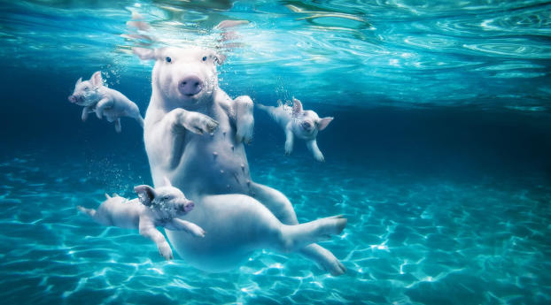 pig, water, dive Wallpaper