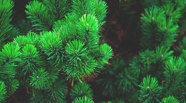 pine, branches, thorns Wallpaper 1080x2460 Resolution