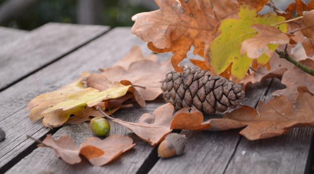 pine cone, acorn, leaves Wallpaper 1600x900 Resolution