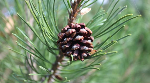 pine cone, pine, branch Wallpaper 2048x2048 Resolution