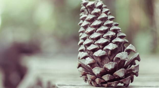 pine cone, shape, cone Wallpaper