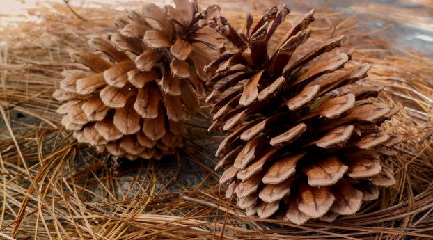 pine, cones, needles Wallpaper 1024x768 Resolution