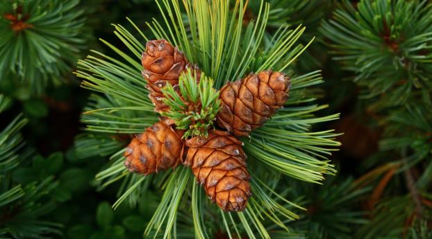pine, cones, spines Wallpaper 1280x1024 Resolution