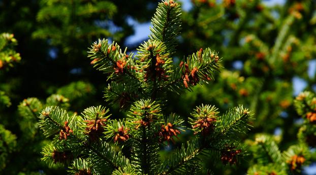 pine, pine needles, branches Wallpaper 1366x768 Resolution