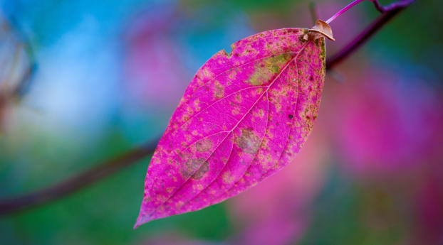 Pink Leaves Wallpaper 320x240 Resolution