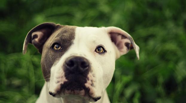pit bull, dog, face Wallpaper 720x1600 Resolution