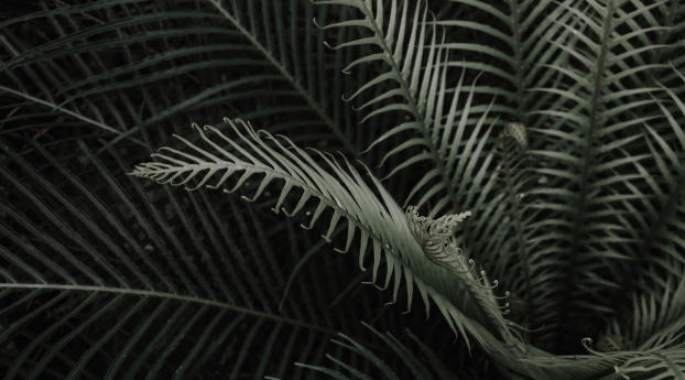plant, branches, leaves Wallpaper 480x854 Resolution