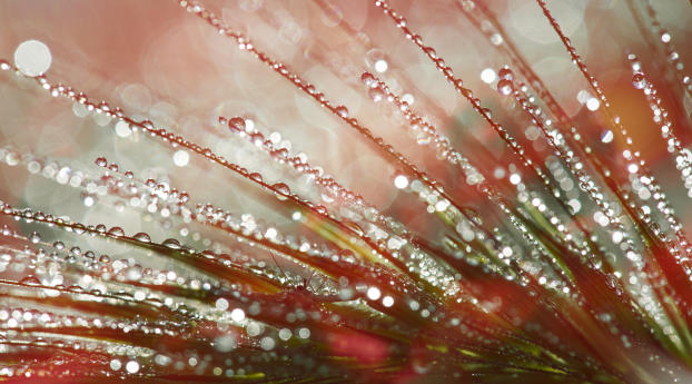 plant, close-up, drops Wallpaper 640x480 Resolution