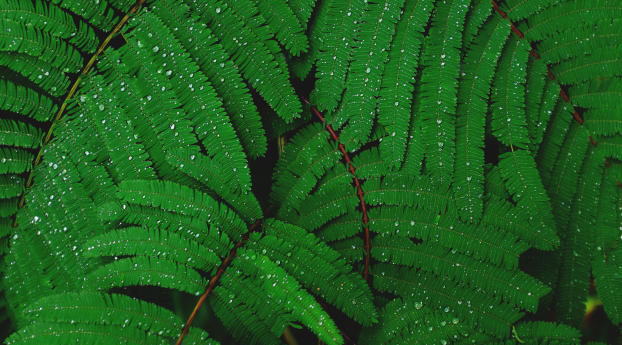 plant, drops, leaves Wallpaper 3840x2400 Resolution