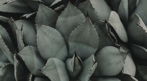 plant, flower, leaf Wallpaper