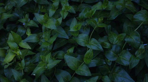 plant, foliage, green Wallpaper 1280x1024 Resolution