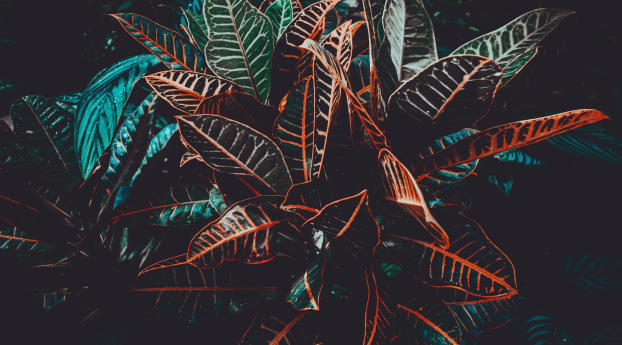 plant, leaves, venation Wallpaper 1440x2560 Resolution