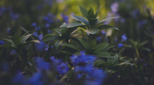 plants, foliage, blurred Wallpaper 2560x1440 Resolution