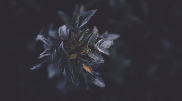 plants, foliage, dark Wallpaper 2560x1080 Resolution