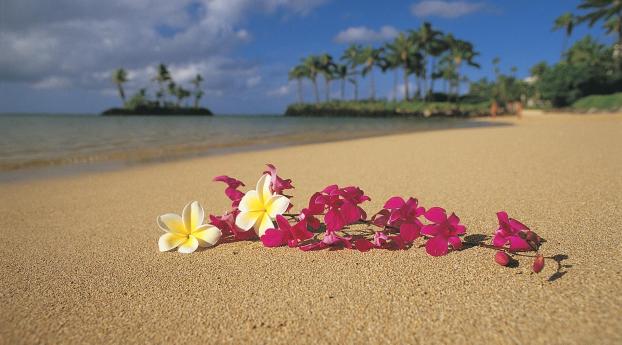 1080x2312 plumeria, flowers, beach 1080x2312 Resolution Wallpaper, HD  Flowers 4K Wallpapers, Images, Photos and Background - Wallpapers Den