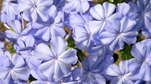 plyumbago, flower, blue Wallpaper 640x960 Resolution