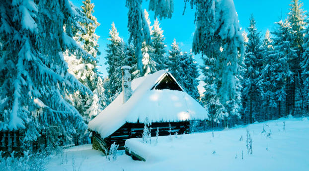 poland, house, forest Wallpaper 540x960 Resolution