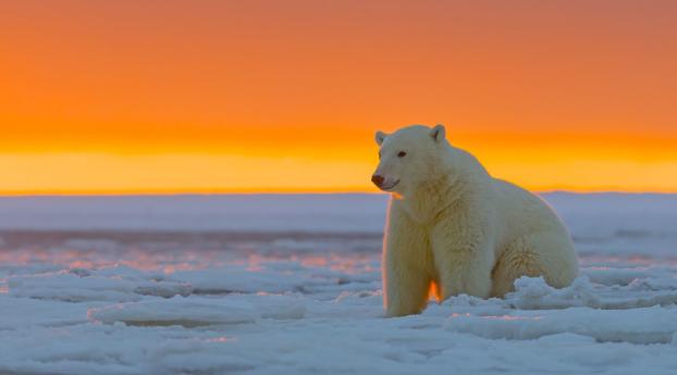 polar bear, alaska, snow Wallpaper 1336x768 Resolution
