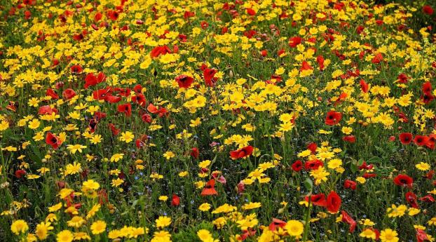 poppies, cornflowers, flowers Wallpaper 2560x1024 Resolution