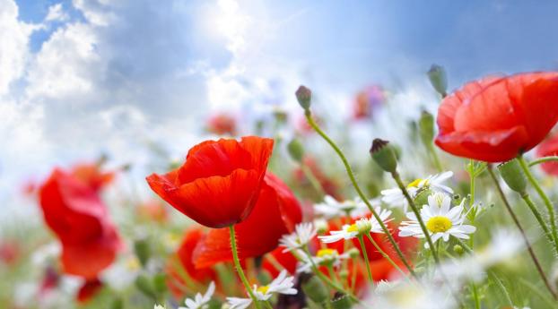 poppies, daisies, field Wallpaper 1080x2240 Resolution