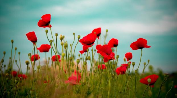 poppies, field, flower Wallpaper 1080x2248 Resolution