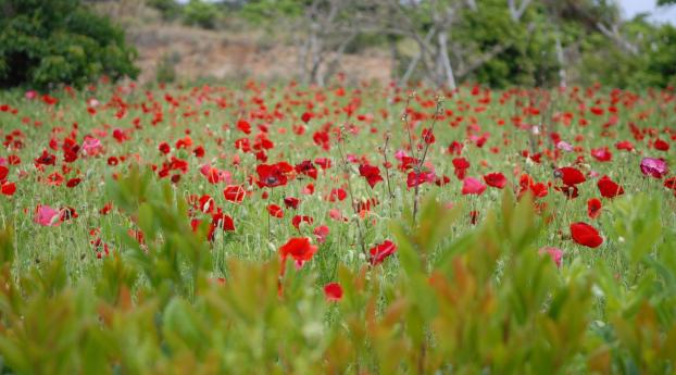 poppies, field, grass Wallpaper 1600x600 Resolution