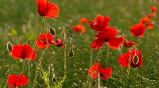 poppies, field, greens Wallpaper 1080x1620 Resolution