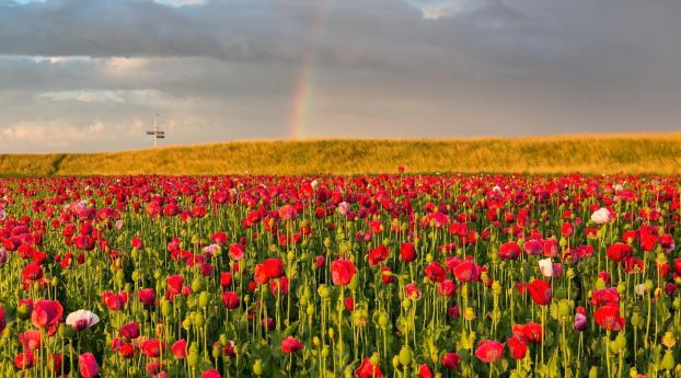 poppies, field, sky Wallpaper 1600x256 Resolution