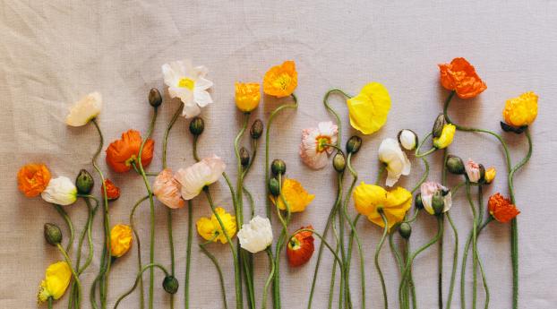 poppies, flowers, herbarium Wallpaper