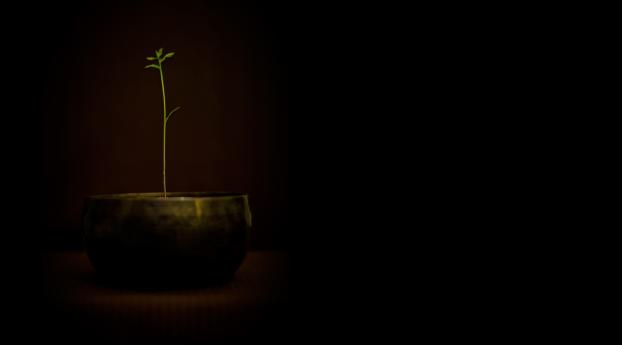 pot, plants, sprout Wallpaper 320x480 Resolution