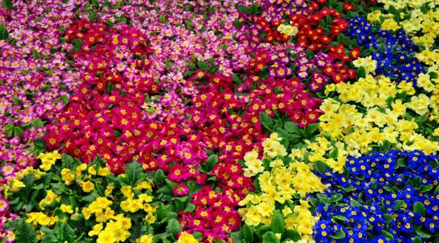 primrose, flowers, bright Wallpaper 3840x2400 Resolution