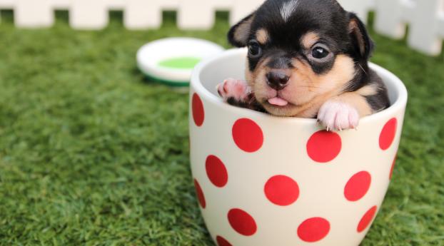 puppy, dog, cup Wallpaper