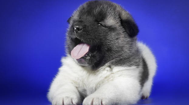 puppy, yawning, tongue Wallpaper