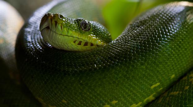 python, snake, head Wallpaper 1280x1024 Resolution