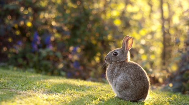 rabbit, grass, sunlight Wallpaper 320x240 Resolution
