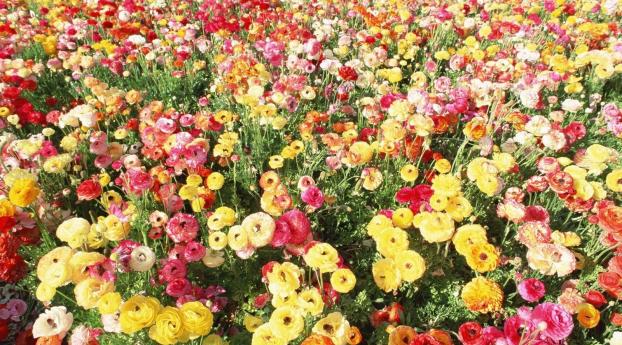 ranunkulyus, flowers, colorful Wallpaper 2560x1080 Resolution
